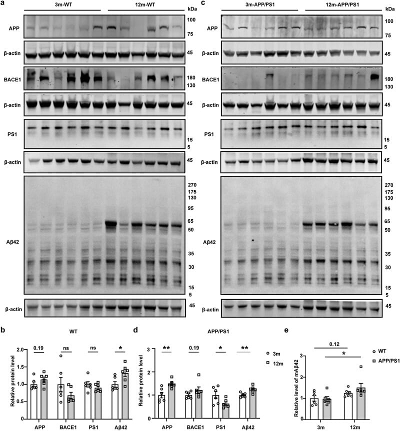 BACE1 Antibody in Western Blot (WB)