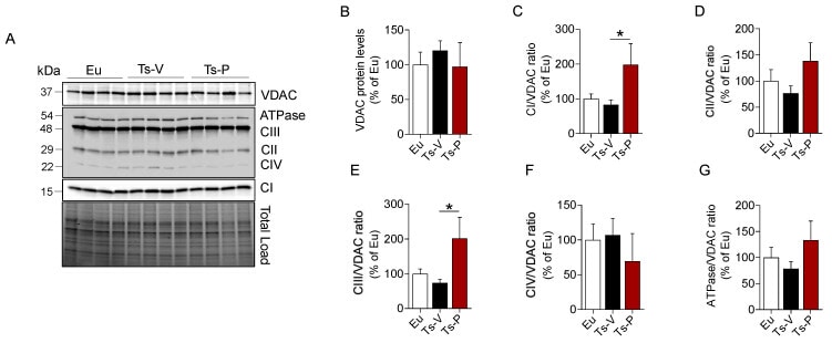 VDAC Antibody in Western Blot (WB)