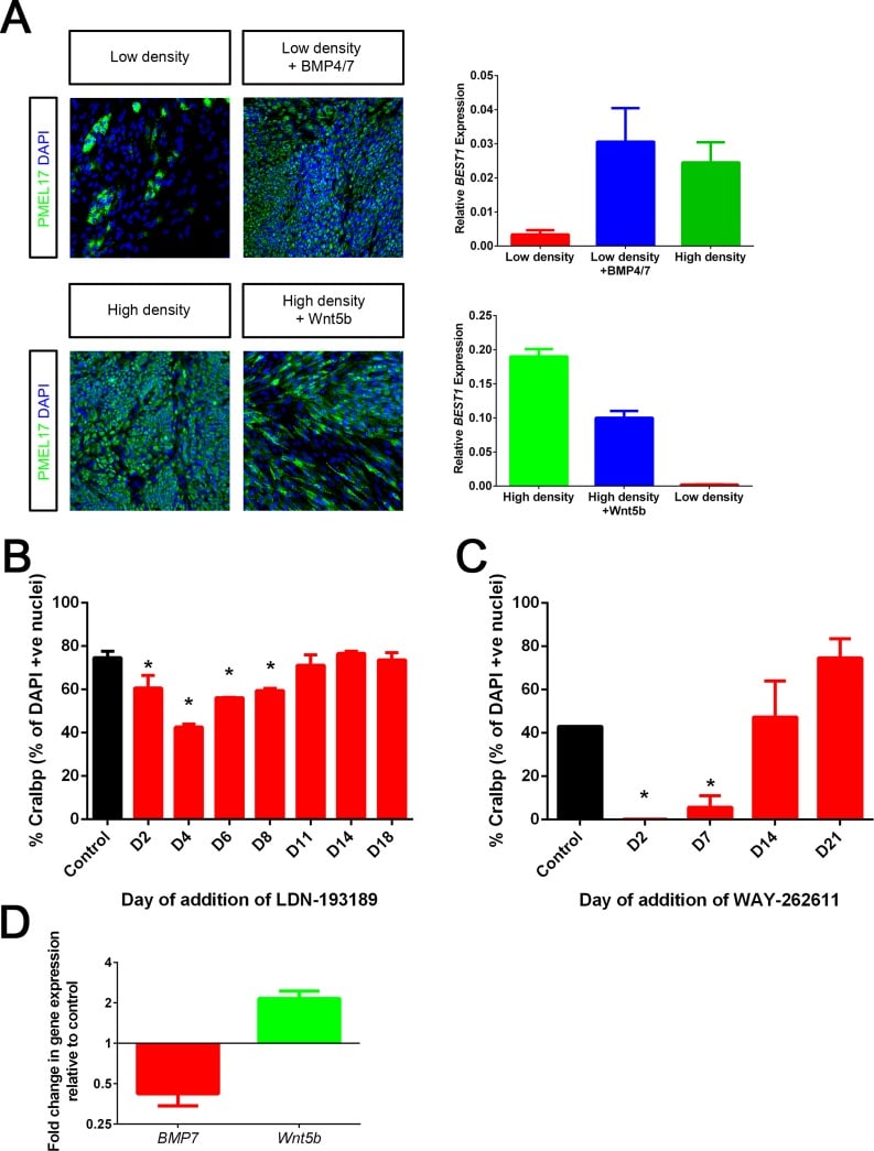 CRALBP Antibody