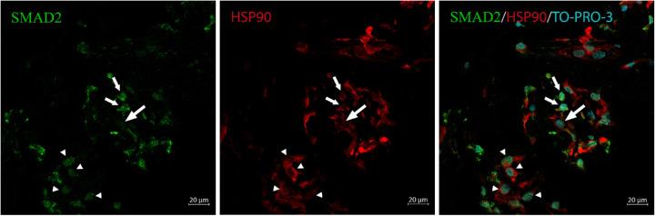 HSP90 alpha Antibody in Immunohistochemistry (Frozen) (IHC (F))