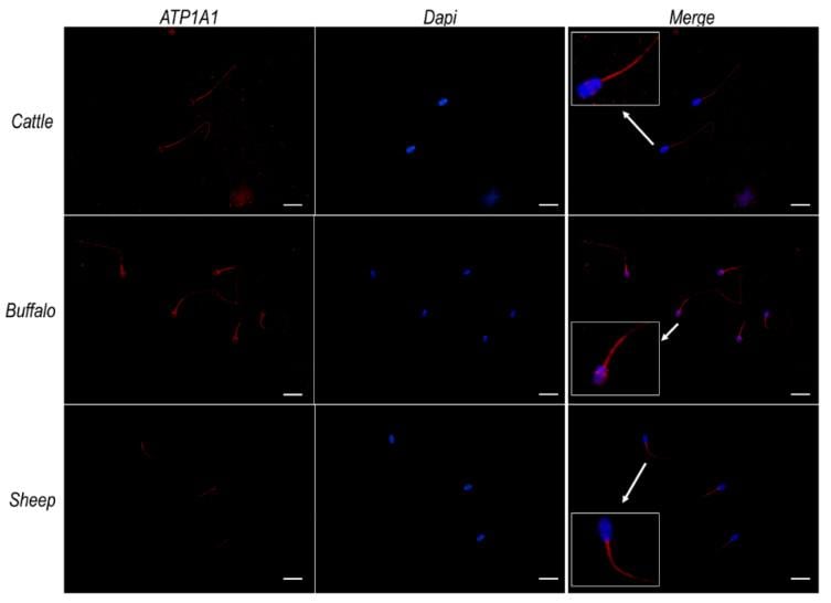 ATP1A1 Antibody in Immunocytochemistry (ICC/IF)