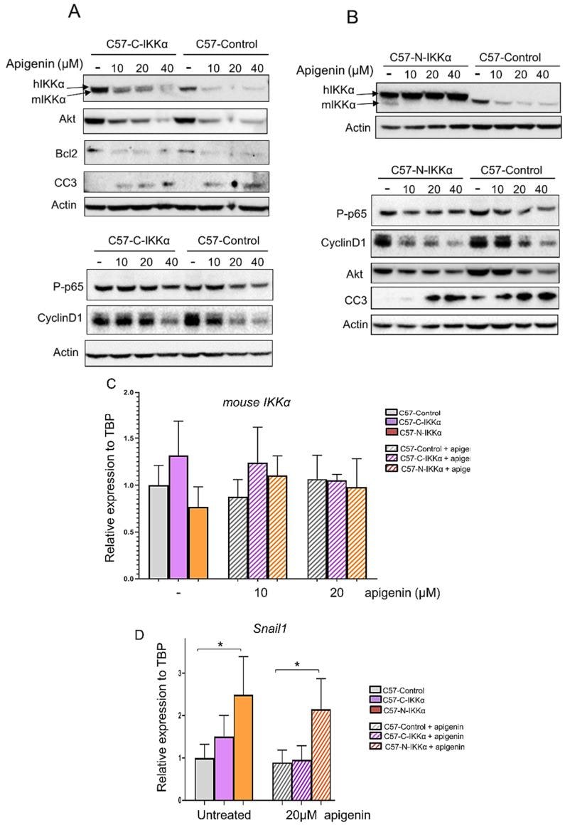 Cyclin D1 Antibody in Western Blot (WB)