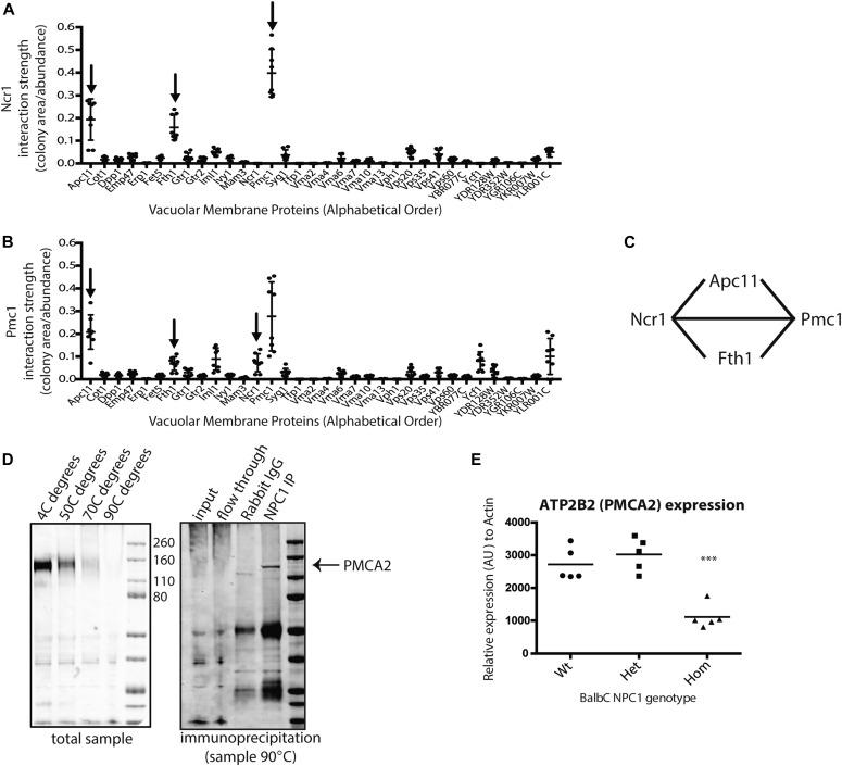 PMCA2 ATPase Antibody in Western Blot (WB)