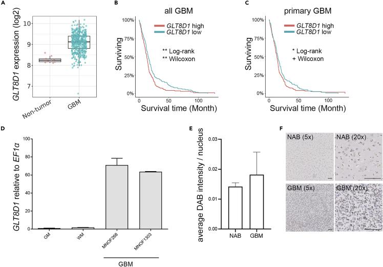 GLT8D1 Antibody in Immunohistochemistry (Paraffin) (IHC (P))