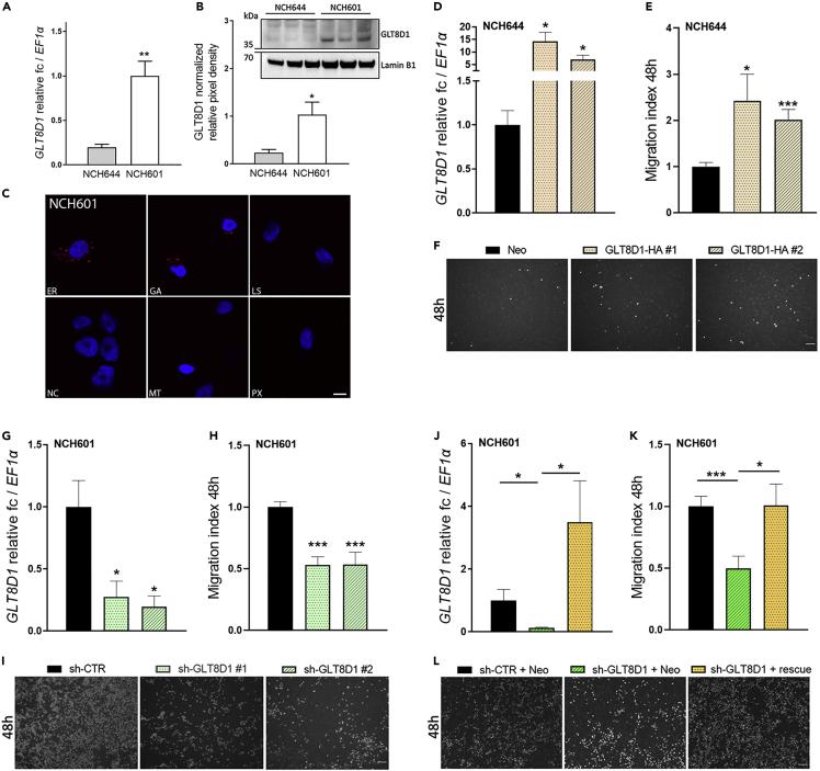 GLT8D1 Antibody in Proximity Ligation Assay (PLA) (PLA)