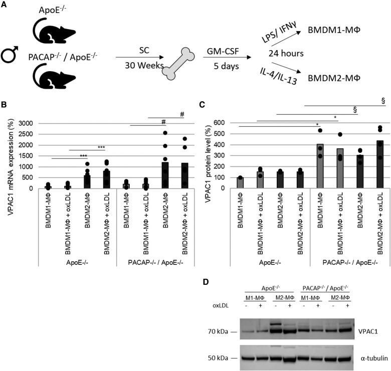 VIPR1 Antibody in Western Blot (WB)