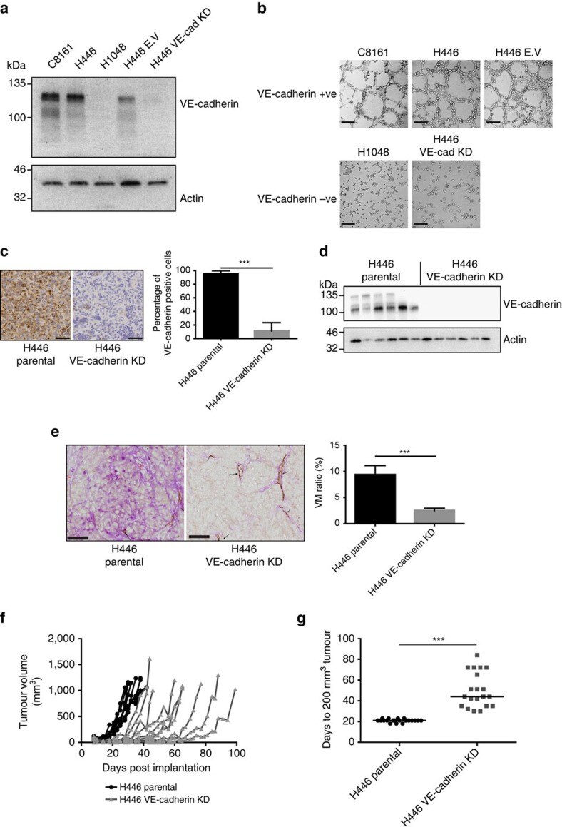 CD144 (VE-cadherin) Antibody in Western Blot, Immunohistochemistry (WB, IHC)