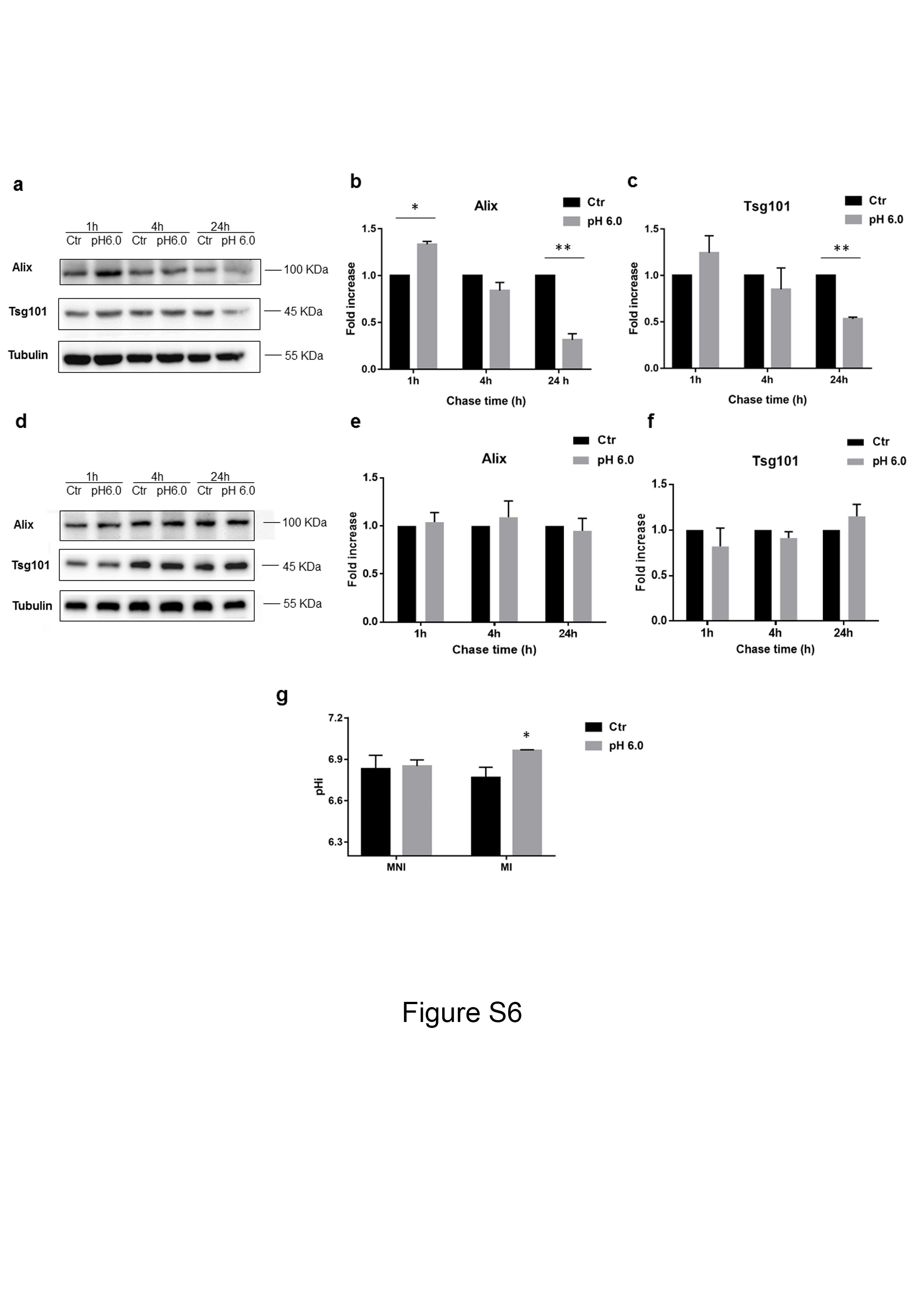 Alix Antibody