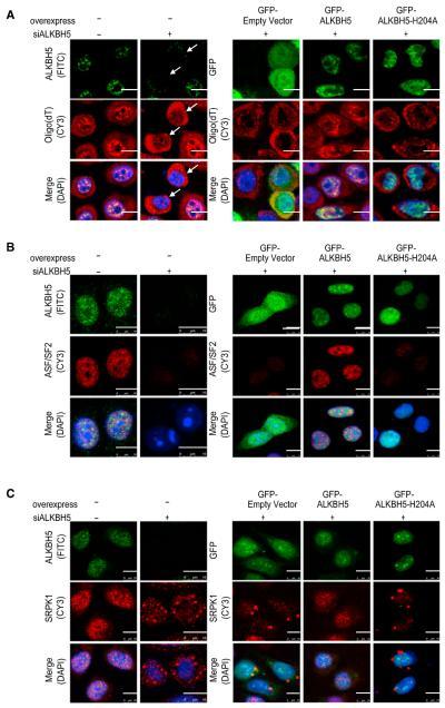 SRSF1 Antibody (32-4600)