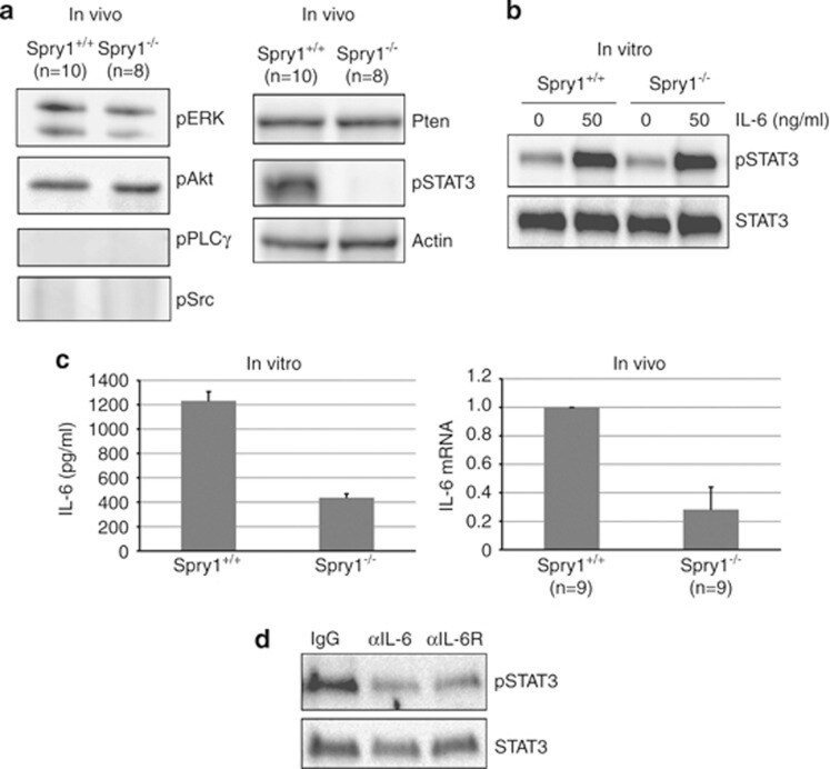 IL-6 Antibody in Neutralization (Neu)
