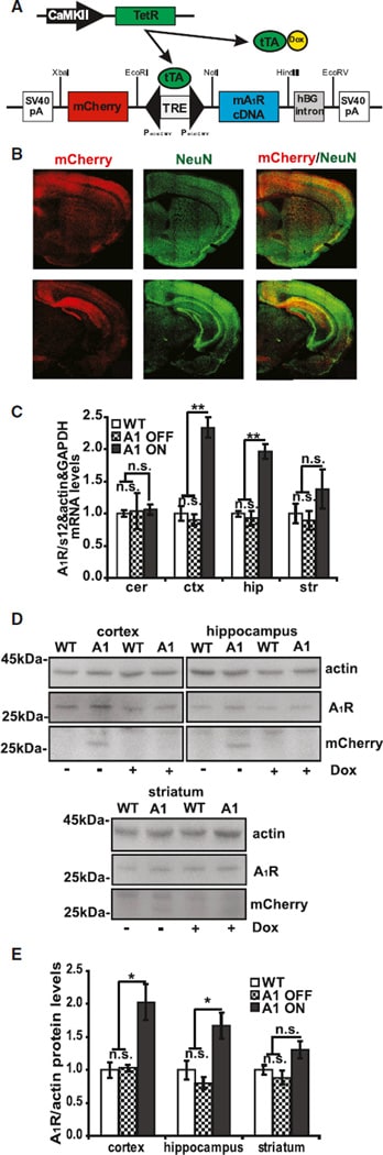 ADORA1 Antibody in Western Blot (WB)