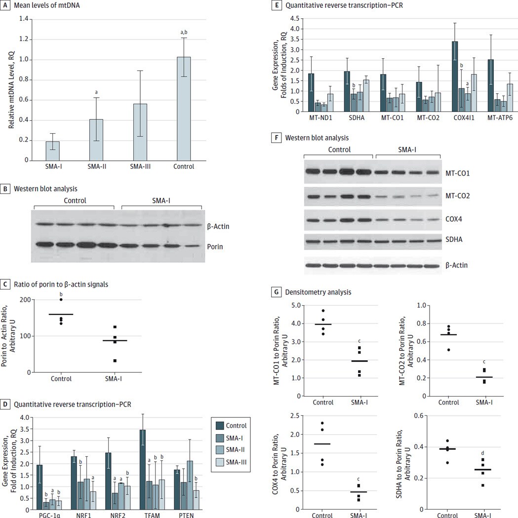 Oxphos Complex Iv Subunit Iv Antibody A