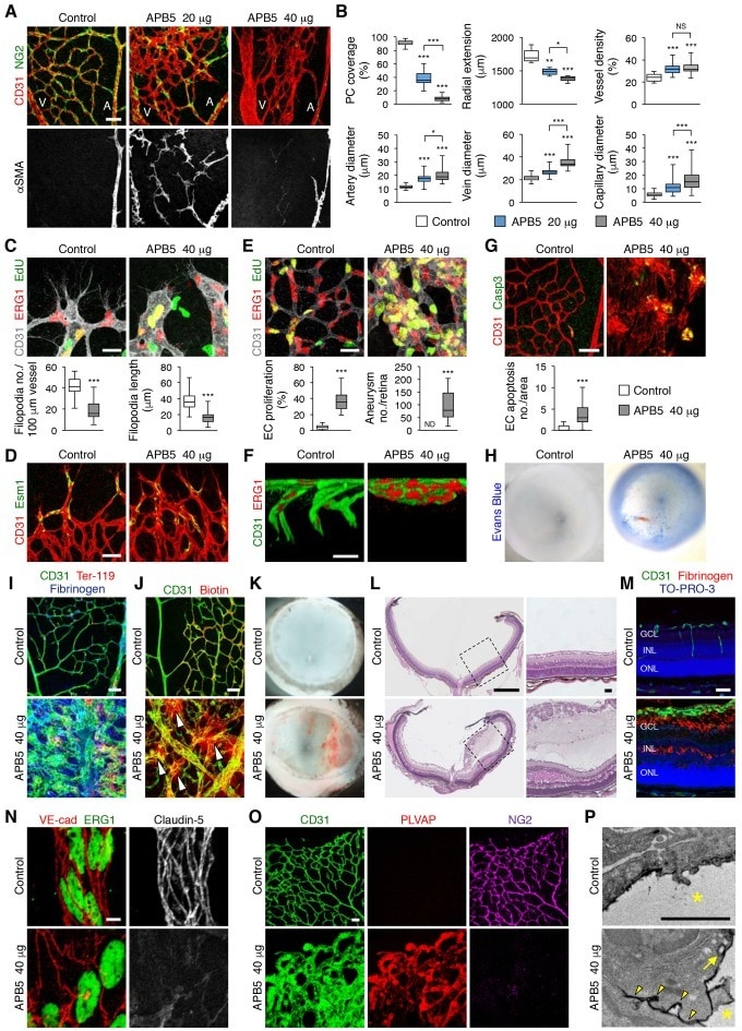 Claudin 5 Antibody Alexa Fluor 488 352588