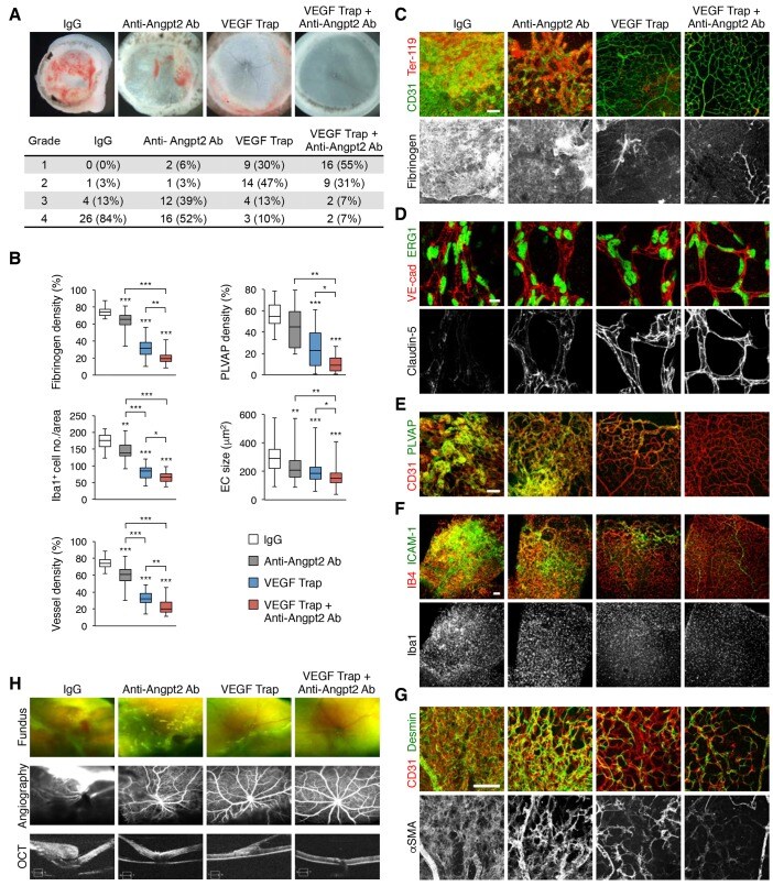 Claudin 5 Antibody Alexa Fluor 488 352588