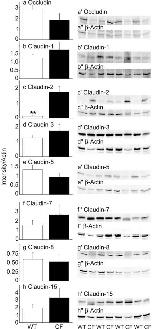 Claudin 7 Antibody in Western Blot (WB)