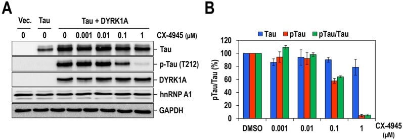Phospho Tau Thr212 Antibody 44 740g
