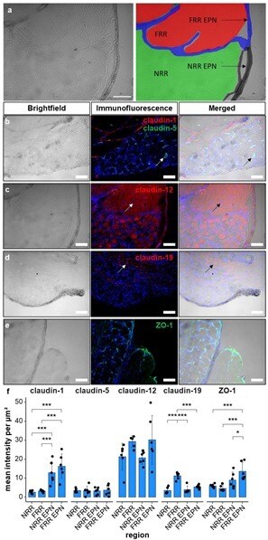 Claudin 5 Antibody Alexa Fluor 488 352588