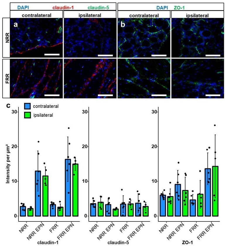 Claudin 5 Antibody Alexa Fluor 488 352588