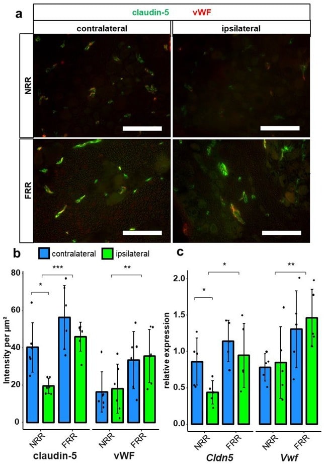 Claudin 5 Antibody Alexa Fluor 488 352588