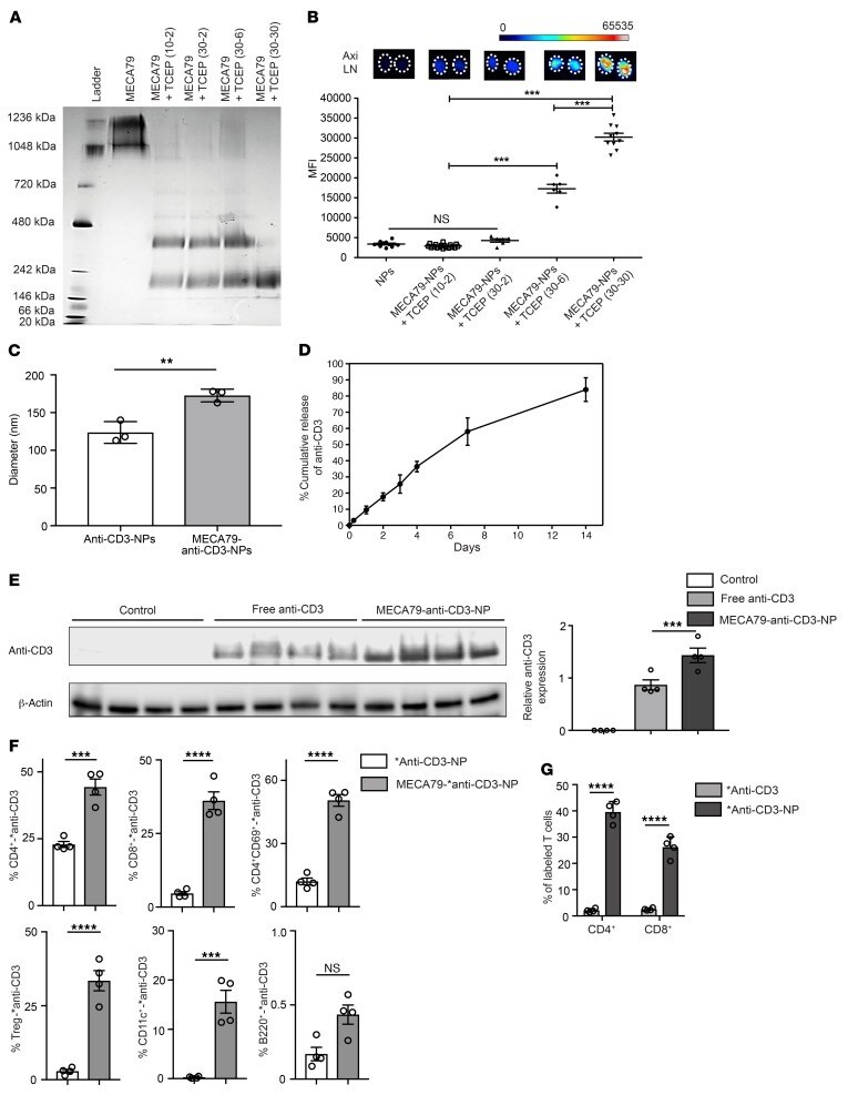 CD3 Antibody, FITC (11003282)