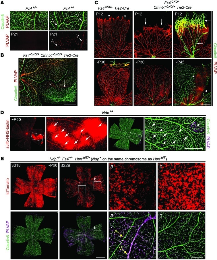 Claudin 5 Antibody Alexa Fluor 488 352588