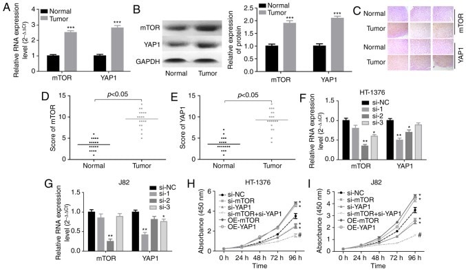 mTOR Antibody in Immunohistochemistry (IHC)