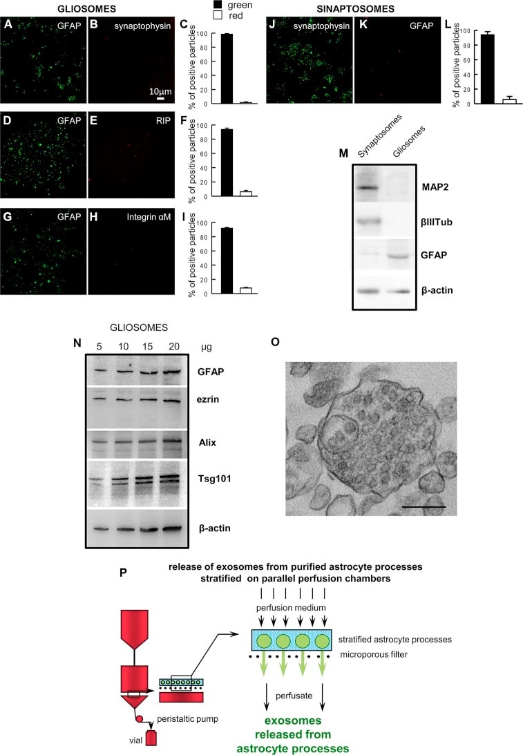 Alix Antibody in Western Blot (WB)