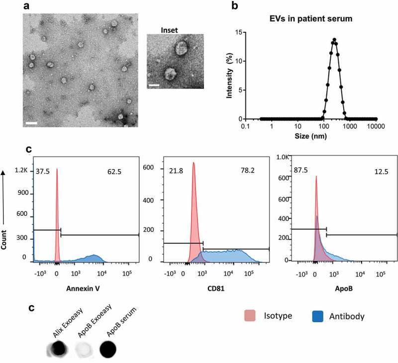 Alix Antibody in Dot Blot (DB)