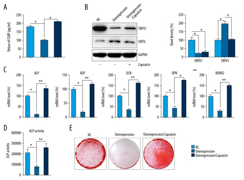 TRPV1 Antibody