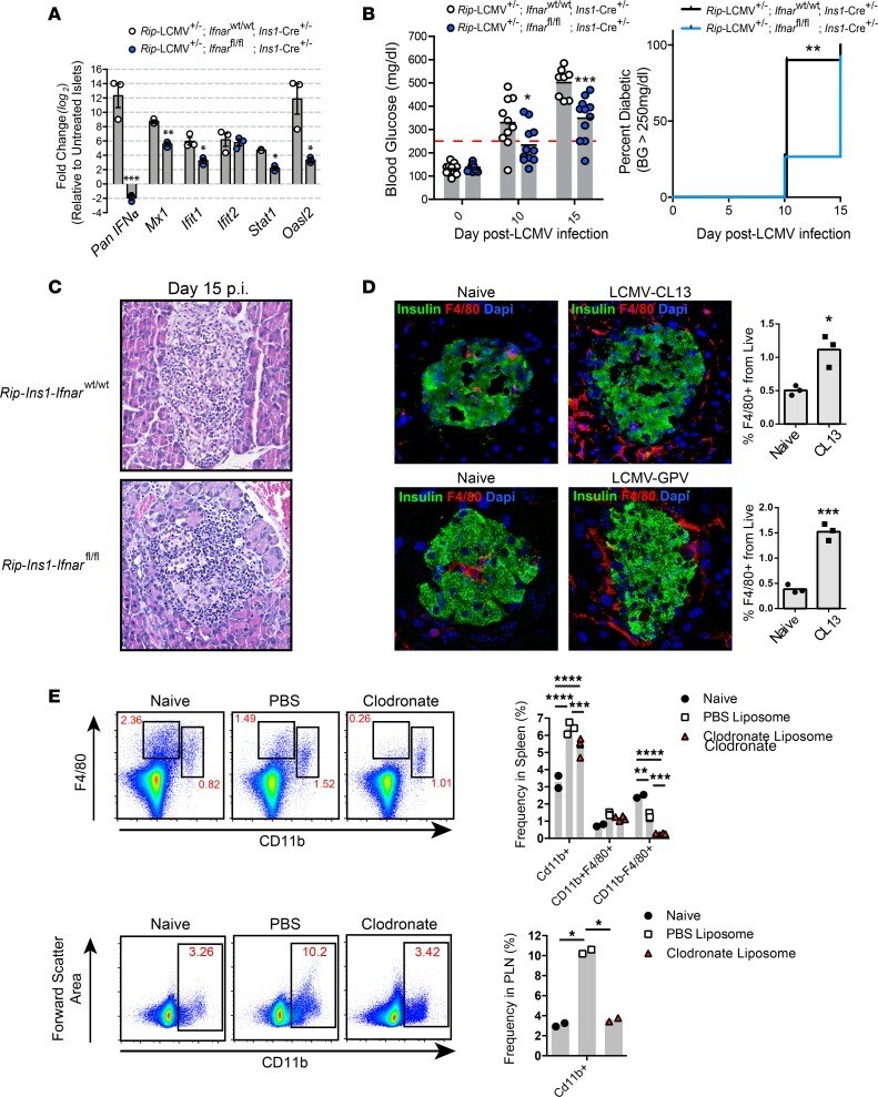 Insulin Antibody in Immunocytochemistry, Immunohistochemistry (ICC/IF, IHC)