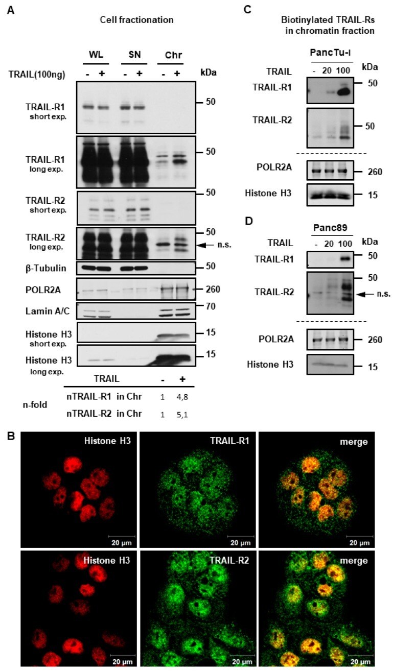 Phospho-RNA pol II CTD (Ser5) Antibody
