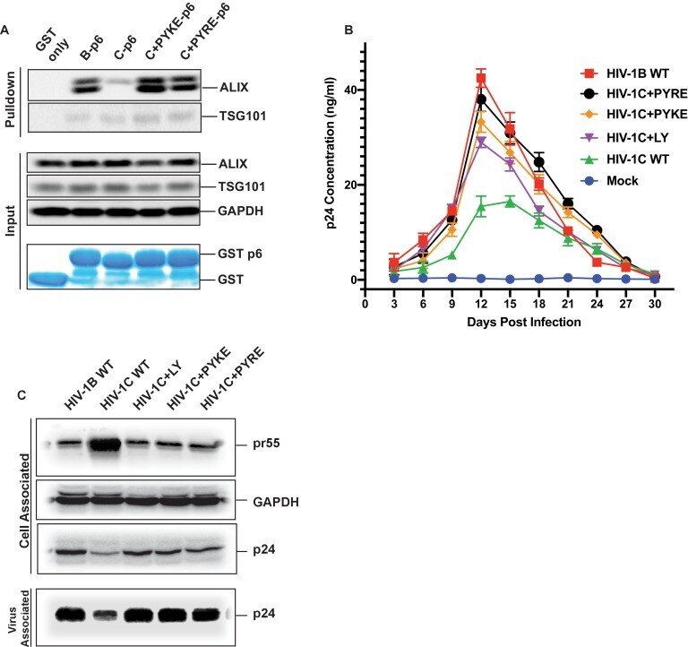 Alix Antibody in Western Blot (WB)