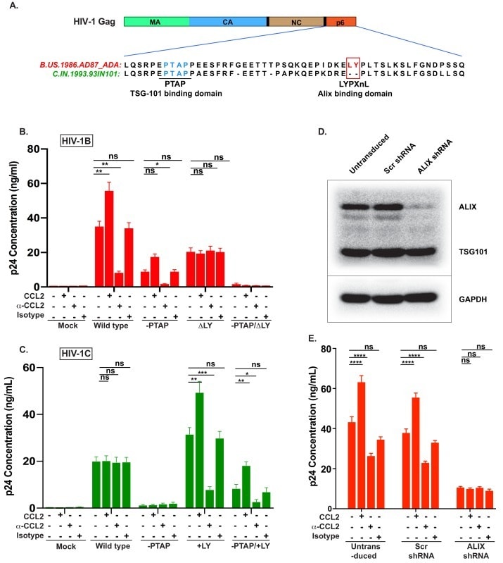 Alix Antibody