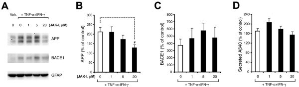 BACE1 Antibody in Western Blot (WB)