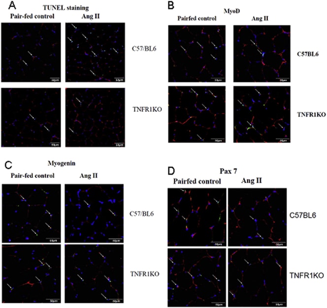 Claudin 5 Antibody Alexa Fluor 488 352588