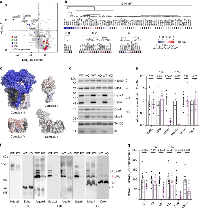 RIP3 Antibody (PA5-19956)