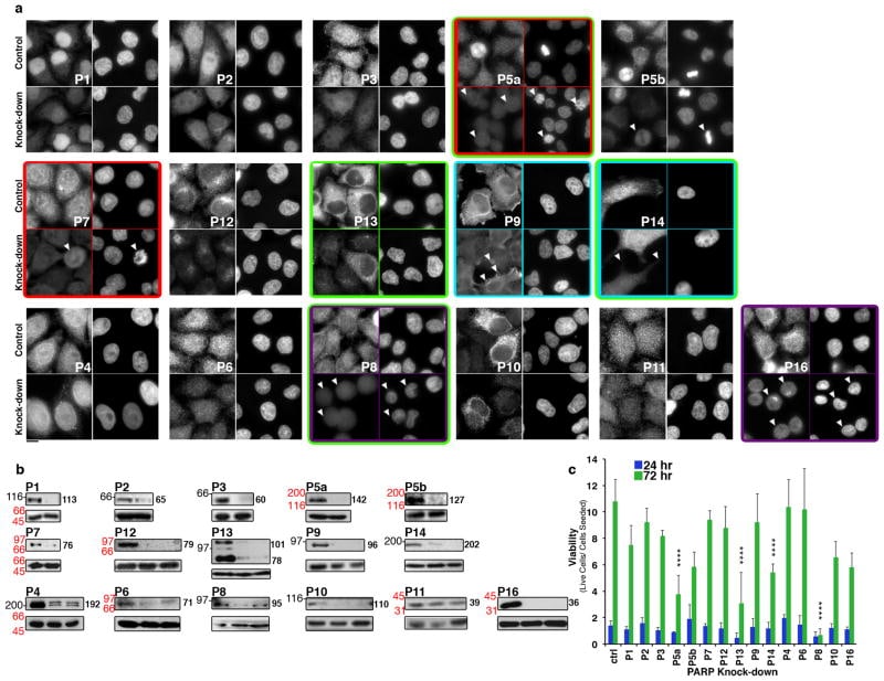 PARP1 Antibody