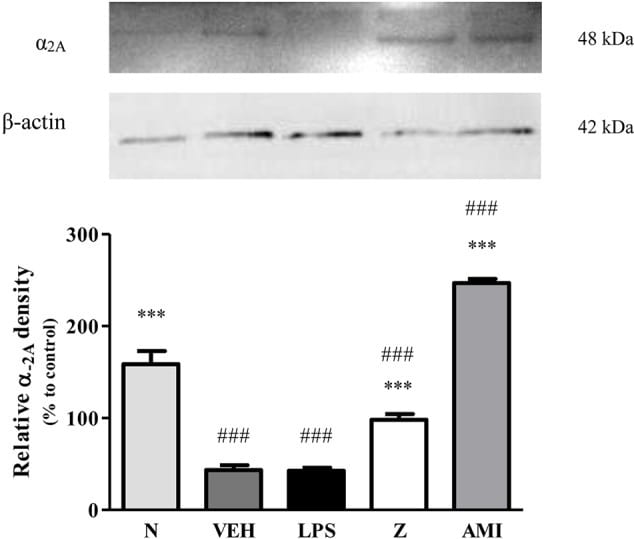 alpha-2a Adrenergic Receptor Antibody in Western Blot (WB)