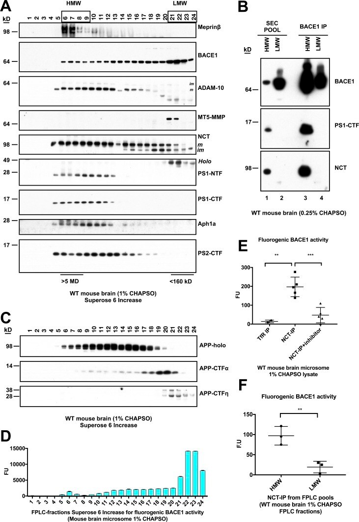 BACE1 Antibody in Immunoprecipitation (IP)