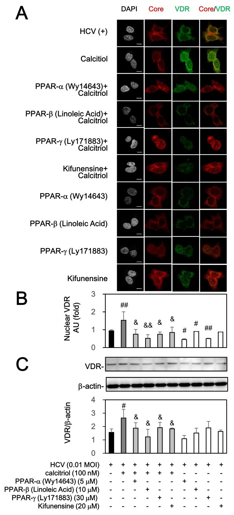 Zo 1 Antibody 40 2300