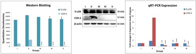 COX2 Antibody in Western Blot (WB)