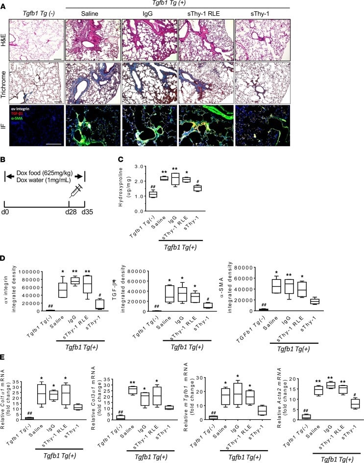 Cd4 Antibody Alexa Fluor 532 58 0042