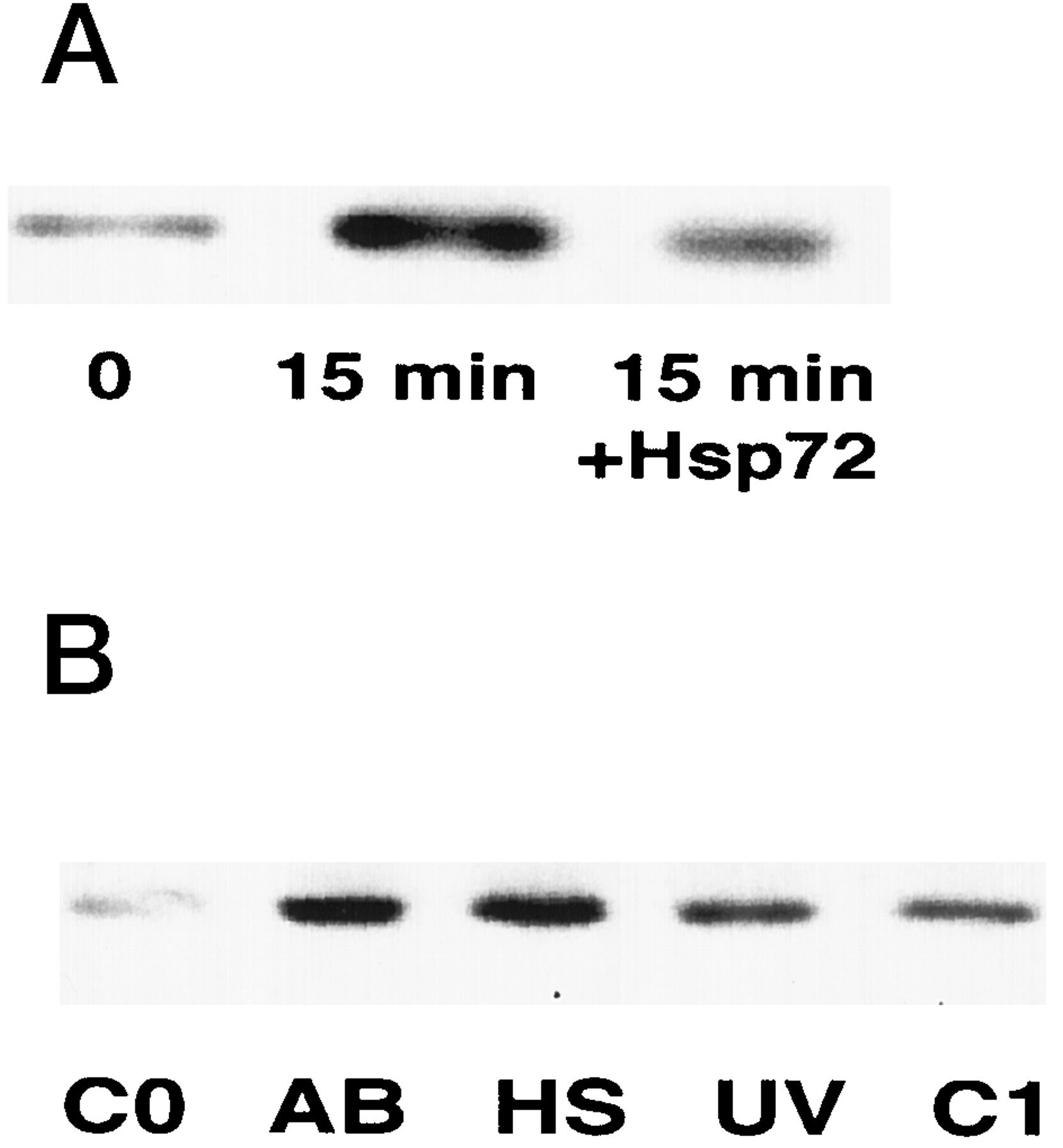 HSP70 Antibody in Functional assay, T-Cell Activation (FN, TCA)