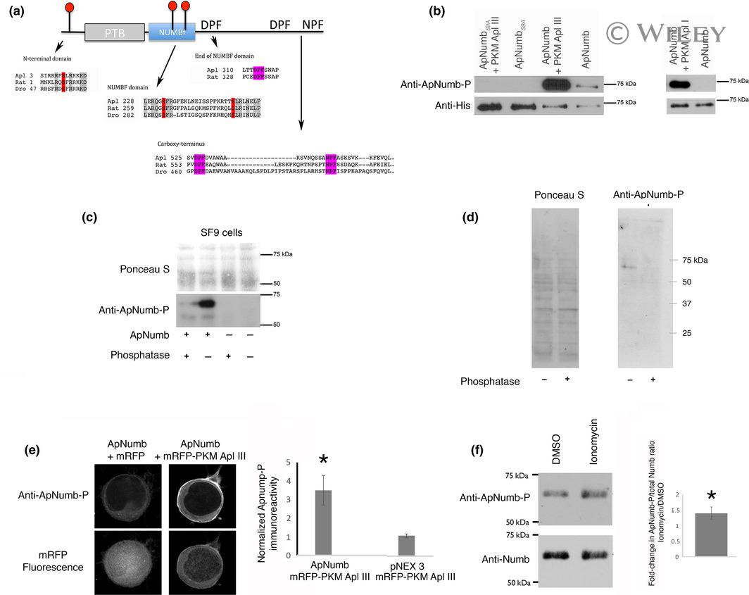 6x-His Tag Antibody (37-2900)