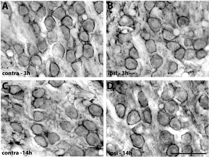 PMCA2 ATPase Antibody in Immunocytochemistry, Immunohistochemistry (ICC/IF, IHC)