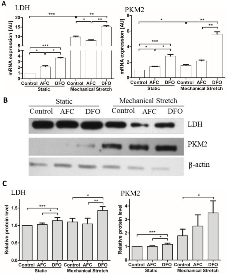 Claudin 5 Antibody Alexa Fluor 488 352588