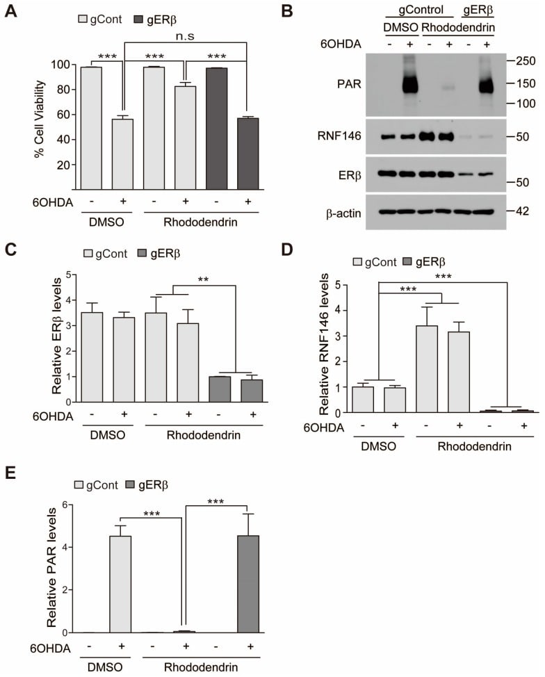 Estrogen Receptor beta Antibody in Western Blot (WB)