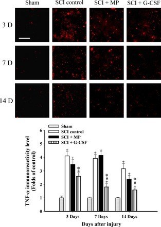 Atp1a3 Antibody Ma3 915