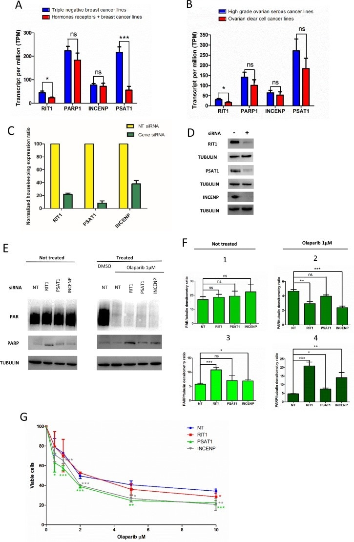 Claudin 5 Antibody Alexa Fluor 488 352588