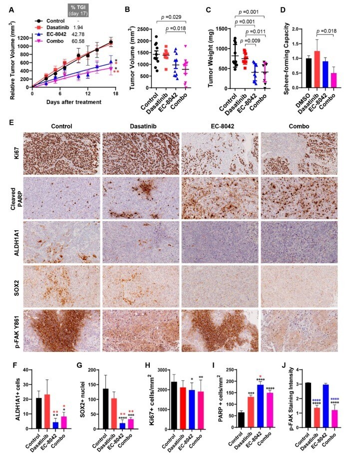 Cytokeratin 5 6 Antibody Ma5